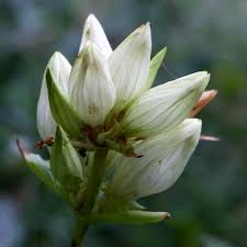 Image result for Gentiana asclepiadea alba
