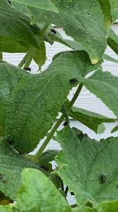 Image result for whitefly in cucumber