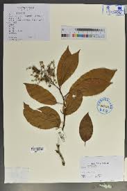 Image result for Ehretia obtusifolia