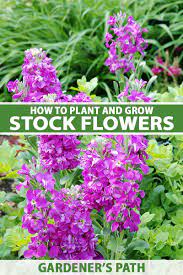 Grow has been growing grew had grown. How To Grow And Care For Stock Flowers Matthiola Incana