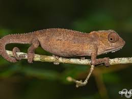 Image result for Euploca katangensis