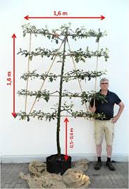 6 Etagen Spalierbaum Pflanzideen Garten Pflanzen
