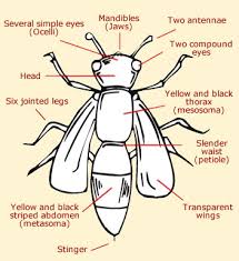 Praying mantids are green or tan … Wasp Anatomy Diagram Of Wasp Internal External