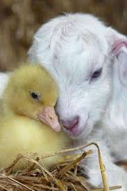 Picture Via Facebook Animals Animals Friendship Cute Animals