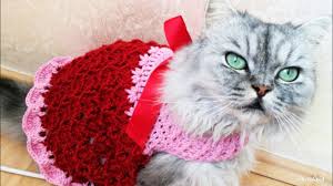 Kedi Ve Kopek Elbisesi Nasil Orulur Youtube