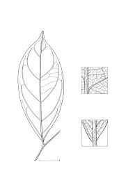 Image result for Brazzeia