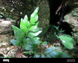 Image result for Asplenium gemmiferum