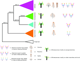 Image result for Pentarhopalopilia umbellulata