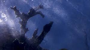 Instant reef artificial coral reef for aquariums, aquarium coral reef decorations, fake corals. Fake Coral Stock Video Footage 4k And Hd Video Clips Shutterstock