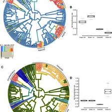 Image result for Hedythyrsus thamnoideus