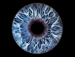 Iris Foto Galerie Unique Personal Art Eyesight Iris Photography Iris Eye Eye Photography Eye Texture