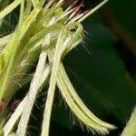 Image result for Erianthemum dregei