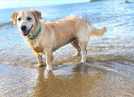 Golden Retriever Corgi Mixed Dog Breed Pictures Characteristics Facts