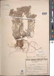 Image result for Vellereophyton dealbatum