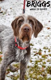 This litter has at least one dog. Awpga Rescue American Wirehaired Pointing Griffon Association Posts Facebook