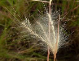 Image result for Andropogon eucomus