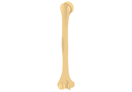 Yellow bone marrow tends to be located in the central cavities of long bones. Humerus Bone Quiz Anterior Markings