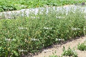 Image result for Malva verticillata