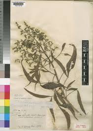 Image result for Vernonia zanzibarensis