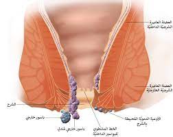 خط مسنن تشريح ويكيبيديا