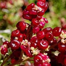 Image result for Rhagodia