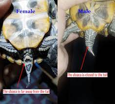 Red-Eared Slider Gender - How To Tell A Turtle Male Or Female