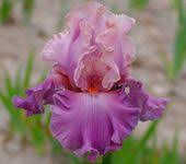 With The Rhs Chelsea Flower Show 2019 May 21 25 Soon Upon Us We Round Up A Few Of The Beautiful New Flowers Chelsea Flower Show Chelsea Flower Flower Show