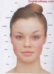 Our large collection of science worksheets are a great human face parts name. Pin On Nice Moles