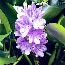 Check spelling or type a new query. Bibit Eceng Gondok