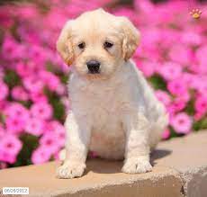 We did not find results for: Puppies For Sale Lancaster Puppies Mini Labradoodle Puppy Labradoodle Puppy Puppies