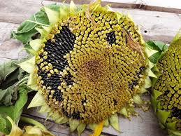 We can supply 100 tons monthly of dry sunflower. How To Harvest Sunflower Seeds A Helpful Guide With Images