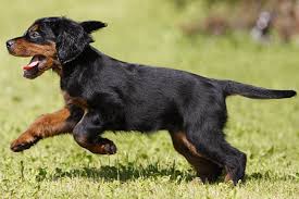 If you have a gordon setter and have any questions about your gordon setter that cannot be answered by our website, please feel. Gordon Setter Puppies Cheap Online