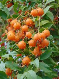 Image result for Pereskia