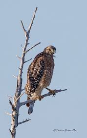 Image result for Hyparrhenia bracteata