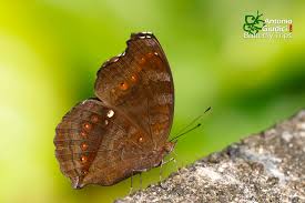 Image result for Tarenna junodii