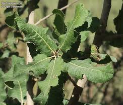 Image result for Pappea capensis