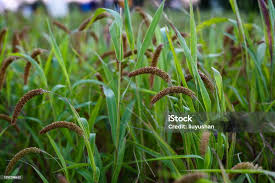 Image result for Setaria italica