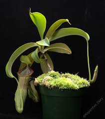 Image result for Nesaea spathulata