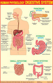 digestive system charts