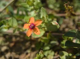 Image result for Anagallis pumila