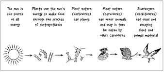 For example a food web would be: Coral Reefs The Ocean S Treasure