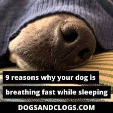 Some reasons behind puppies breathing fast are quite obvious, such as a lot of playing and exercise or warm temperatures. 9 Reasons Why Your Dog Is Breathing Fast While Sleeping