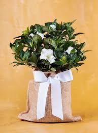 Image result for Gardenia