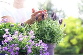 As lavender seeds are slow to germinate, purchasing seedling plants is the most reliable way to grow this plant. How To Grow Lavender Planting Harvesting And Everything In Between