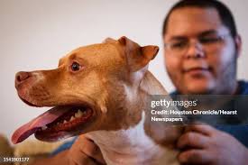 127 Me Pitbull Stock Photos, High-Res Pictures, and Images