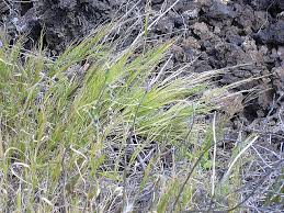Image result for Panicum carneovaginatum