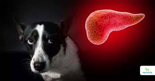 Most blood and biochemical evaluations are nonspecific, evaluation of pancreatic enzymes are not consistent and most tumors are not easily felt upon physical examination. Pancreatitis In Dogs When It S An Emergency Dogs Naturally
