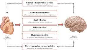 Impaired Cardiac Function And Cognitive Brain Aging Canadian Journal Of Cardiology