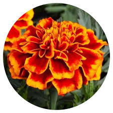 Image result for Tagetes patula