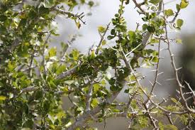 Image result for Gardenia volkensii